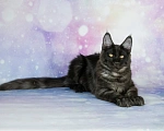 Кошки в Воронеже: Котенок мейн-кун Мальчик, 55 000 руб. - фото 3