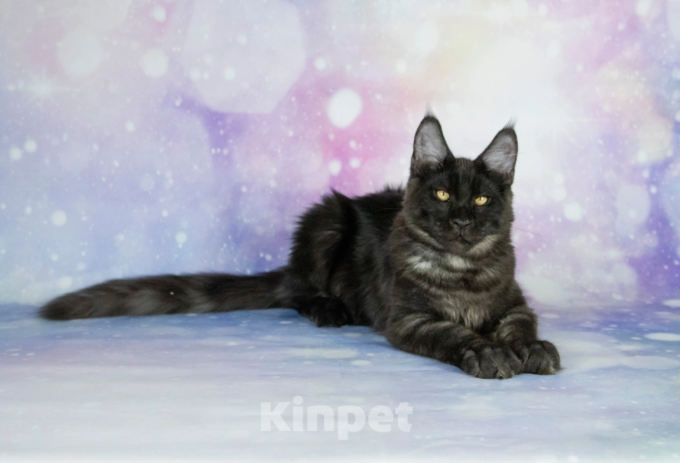 Кошки в Воронеже: Котенок мейн-кун Мальчик, 55 000 руб. - фото 3
