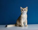 Кошки в Нерехте: Породистый британский котёнок Девочка, 40 000 руб. - фото 1