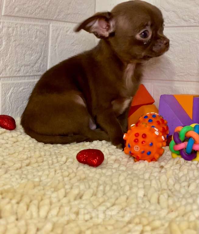 Собаки в Москве: продаётся щенок чихуахуа шоколадного окраса Девочка, 35 000 руб. - фото 4