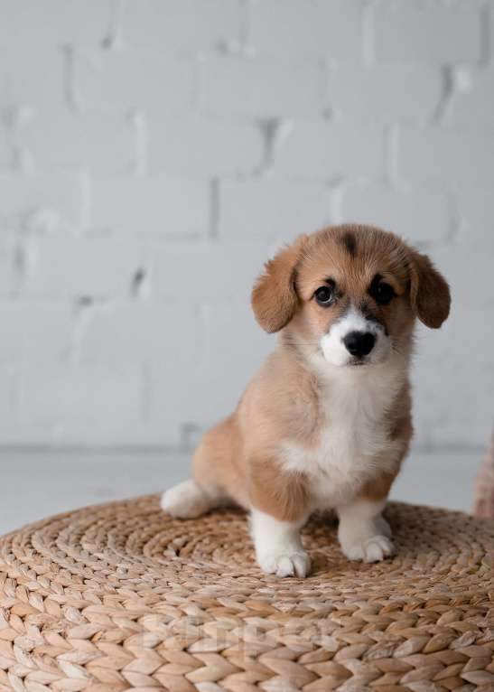 Собаки в Саратове: Щенки вельш-корги пемброк Мальчик, Бесплатно - фото 4