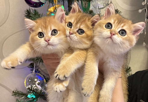 Золотой британский котик Fox