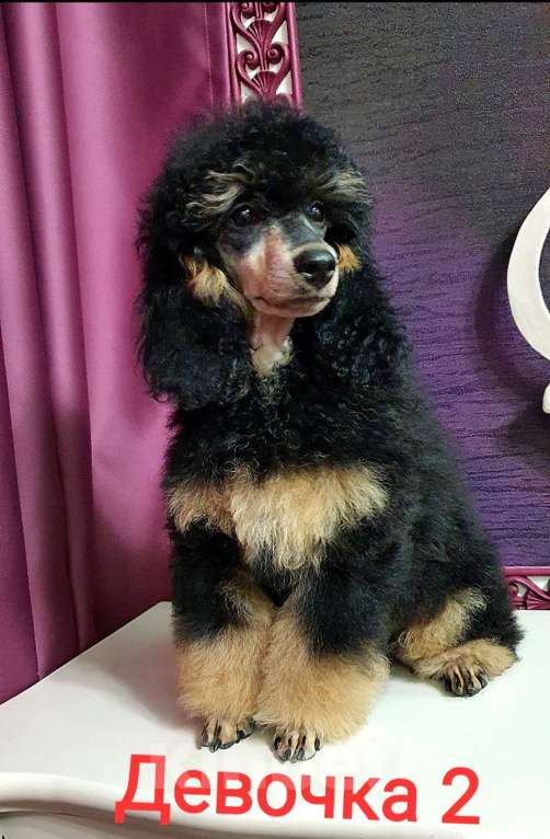 Собаки в Москве: Девчата-пуделята Девочка, 130 000 руб. - фото 6