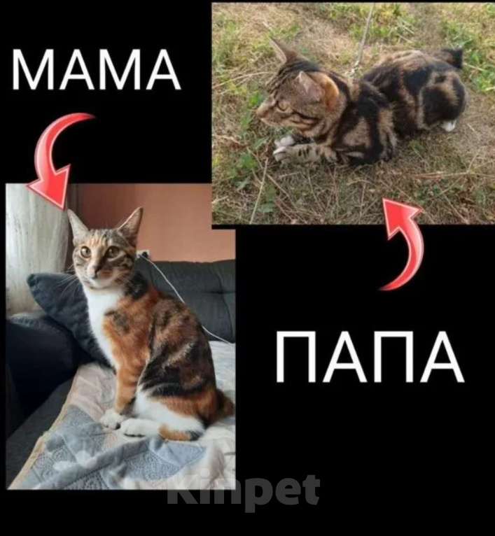 Кошки в Белокурихе: Продам котёнка Курильский бобтейл. Девочка, 5 000 руб. - фото 8