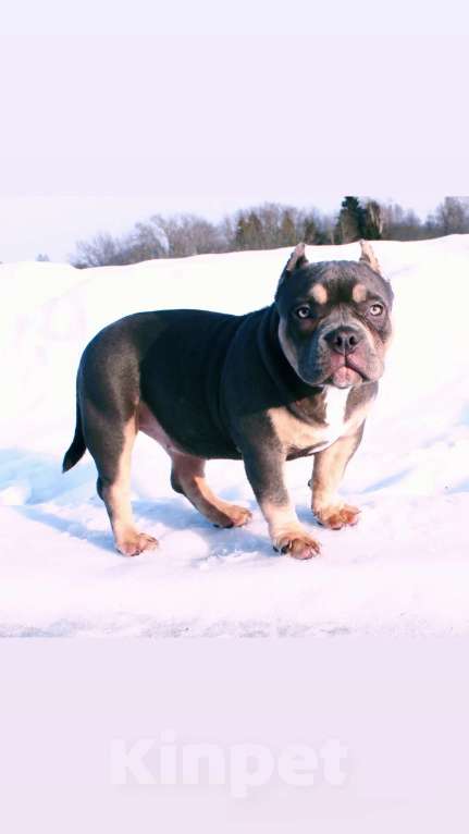 Собаки в Москве: Девочка булли Девочка, 100 000 руб. - фото 5