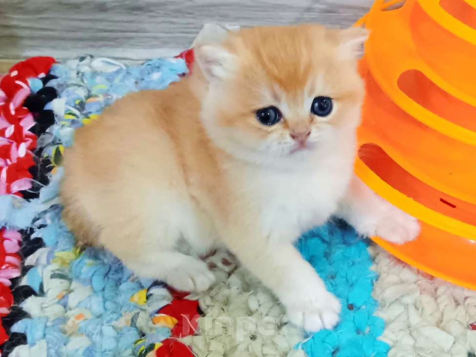 Кошки в Новосибирске: Британский мальчик с документами  Мальчик, 25 000 руб. - фото 3