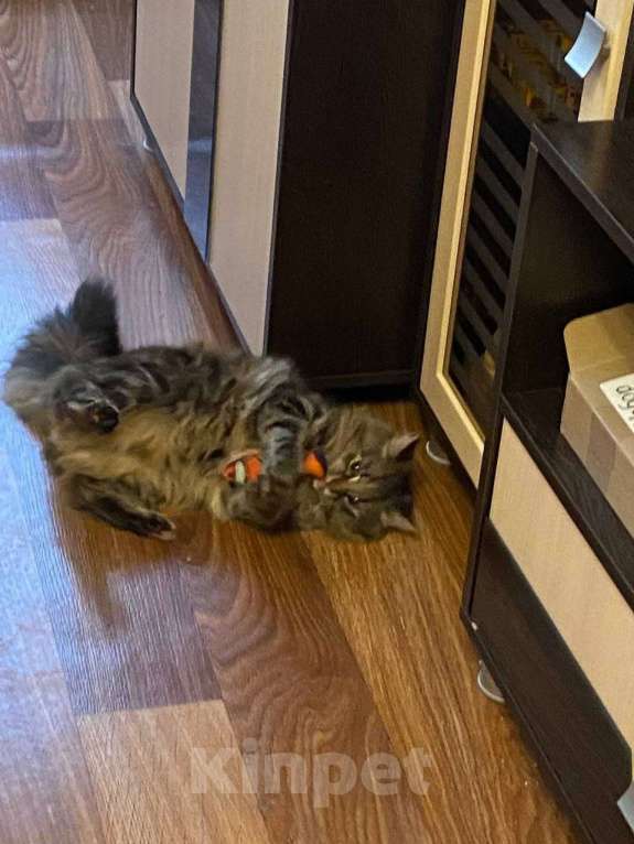 Кошки в Липецке: Пушистая - Роза) Девочка, Бесплатно - фото 6