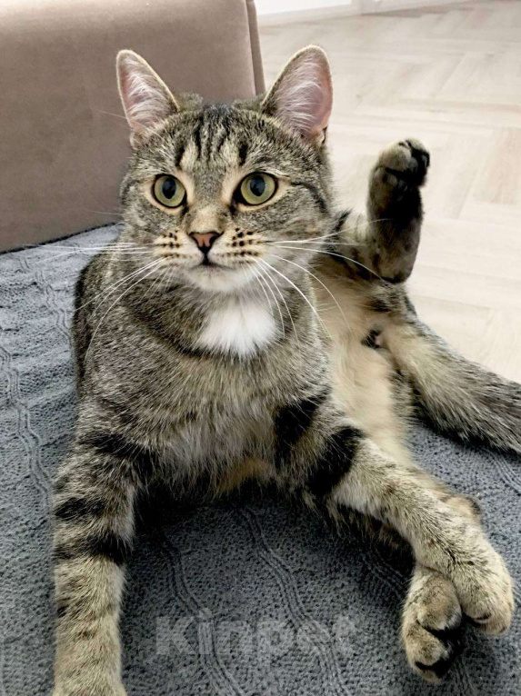 Кошки в Тюмени: Ищу любящих хозяев для ласковой молодой кошечки Девочка, Бесплатно - фото 8