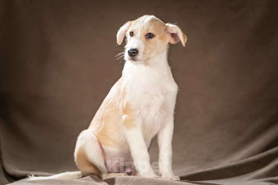 Собаки в Клине: Майло — весёлый озорник, который готов дарить вам улыбки и превращать каждый день в праздник Мальчик, Бесплатно - фото 1