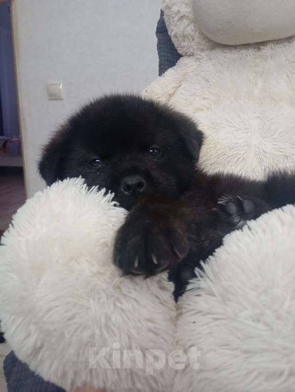 Собаки в Красноярске: Щенок Мальчик, Бесплатно - фото 5