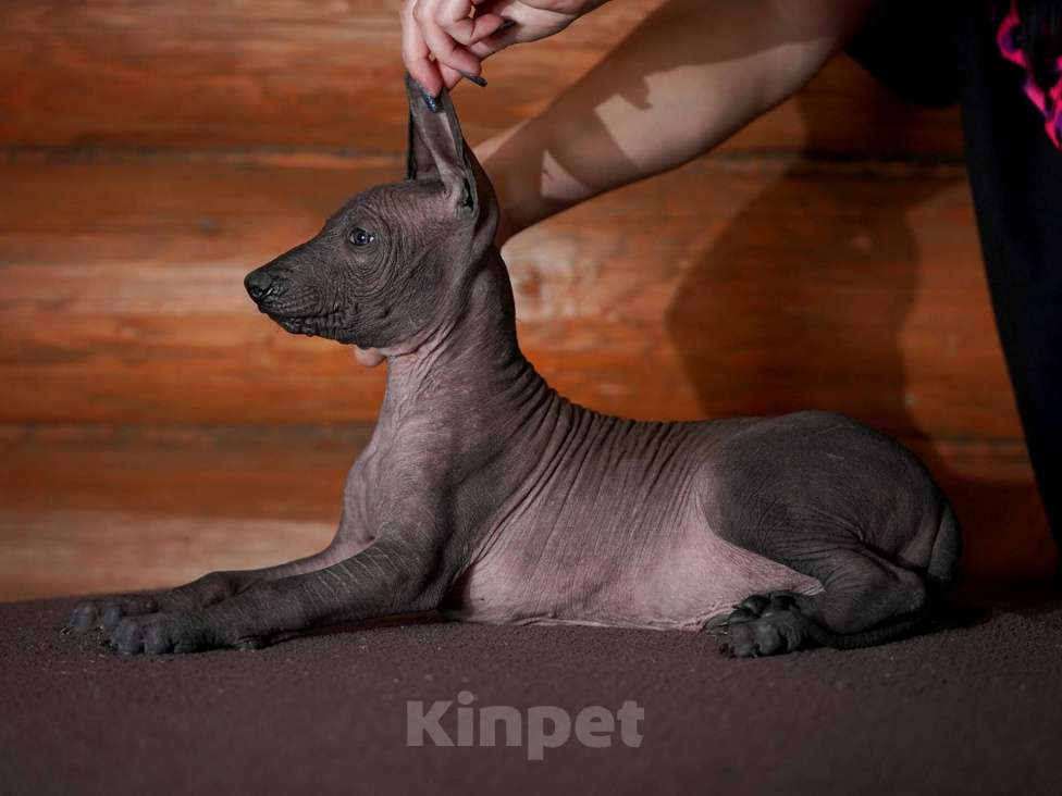 Собаки в Александрове: Ксолоитцкуинтли стандартного размера  Девочка, Бесплатно - фото 8