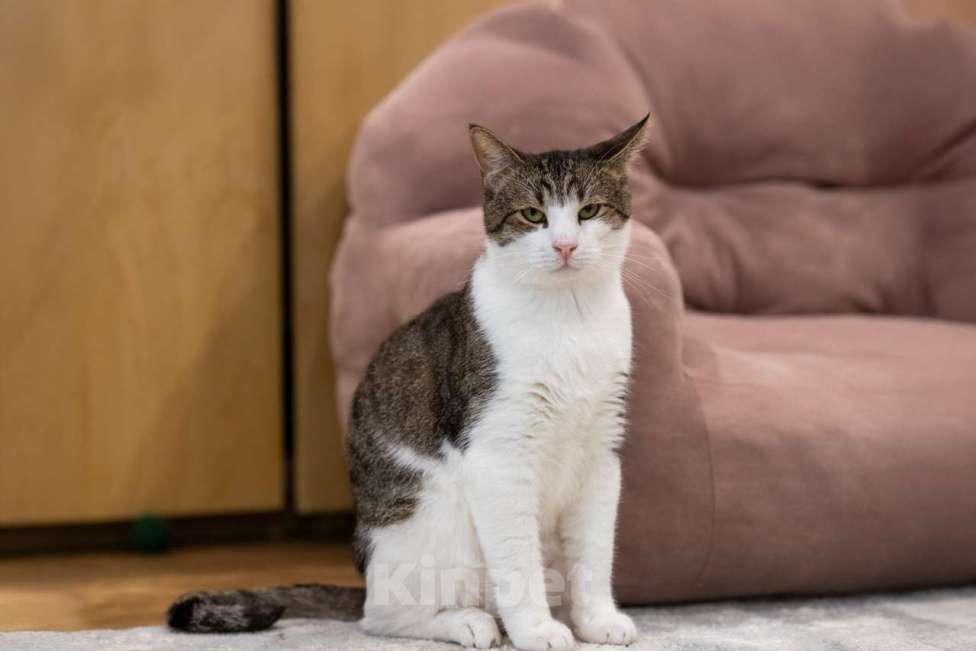 Кошки в Москве: кот Какао в добрые руки Мальчик, Бесплатно - фото 4