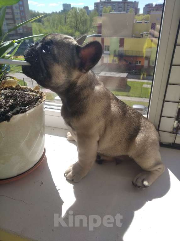 Собаки в Ярославле: Шикарный мальчишка-французик   Мальчик, 30 000 руб. - фото 4