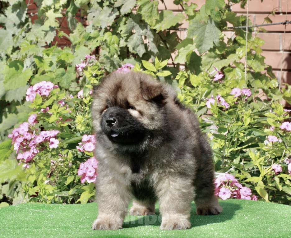 Собаки в Оренбурге: Щенок чау- Фокс Медиум Лайт  Мальчик, 80 000 руб. - фото 3