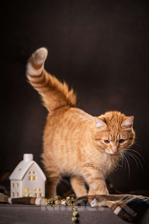 Кошки в Клине: Роуз — обаятельная рыжуля Девочка, Бесплатно - фото 3