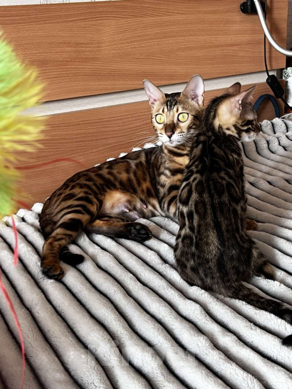 Кошки в Самаре: Бенгальская девочка Veritay Bayleys Девочка, 60 000 руб. - фото 6
