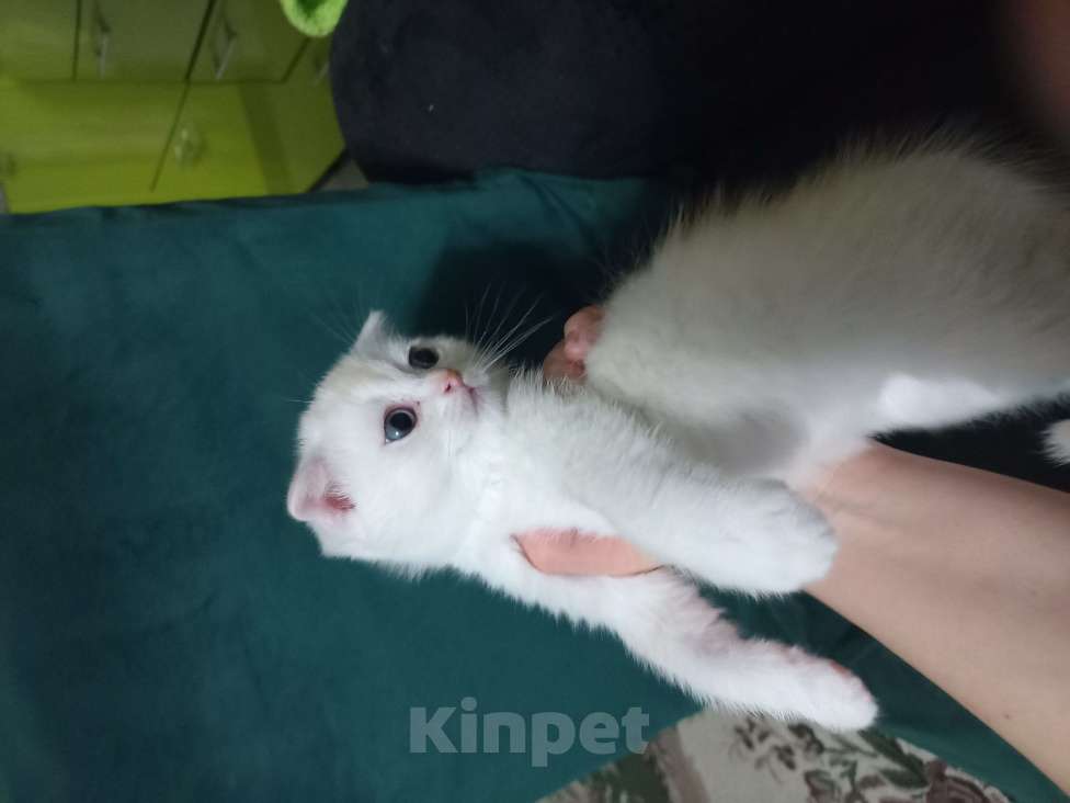 Кошки в Павловском Посаде: Шотландские вислоухие  и прямоухие котята Разнополые, 5 000 руб. - фото 5