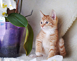 Кошки в Москве: Рыжий котенок Локи в добрые руки Мальчик, Бесплатно - фото 3