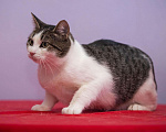 Кошки в Новохоперске: кошки, 15 руб. - фото 3