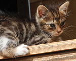 Кошки в Краснодаре: Привезём котёнка даром  в добрые  руки, 1 руб. - фото 2