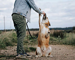 Собаки в Москве: Ищет Дом и лучшего хозяина пёс Риччи Мальчик, Бесплатно - фото 4
