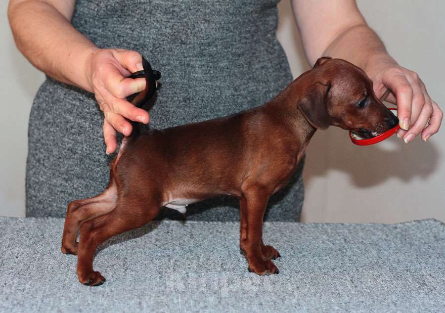 Собаки в Санкт-Петербурге: Цвергпинчер щенок мальчик Мальчик, Бесплатно - фото 2