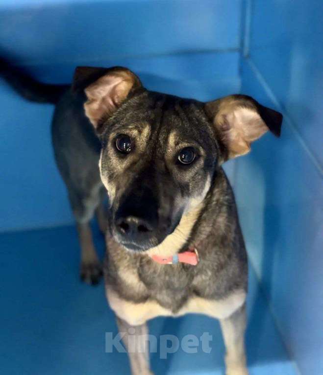 Собаки в Москве: Срочно! Увозили в приют прямо сейчас! Мальчик, Бесплатно - фото 1