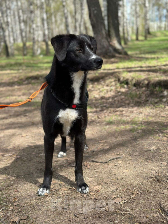 Собаки в Москве: Дуня Девочка, Бесплатно - фото 4