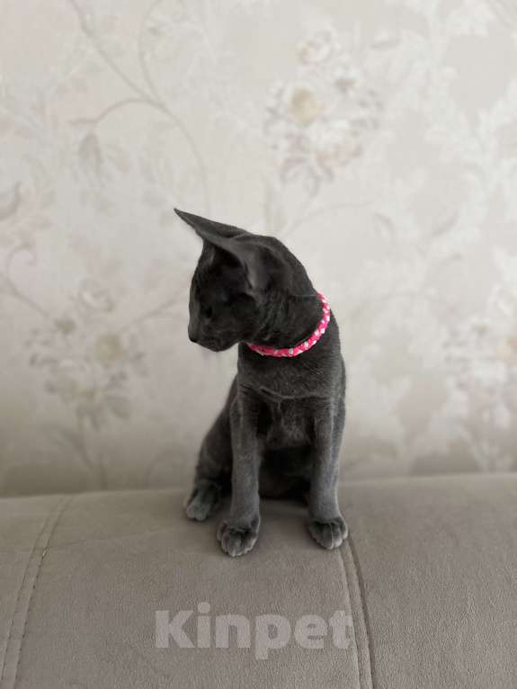 Кошки в Москве: Шикарная ориентальная малышка Девочка, 60 000 руб. - фото 3