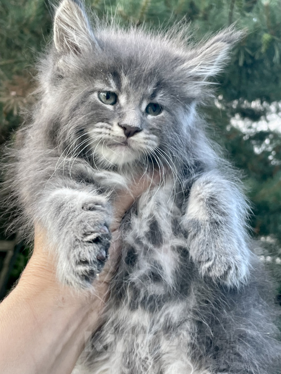 Кошки в Санкт-Петербурге: Мейн кун котята  Мальчик, 60 000 руб. - фото 3