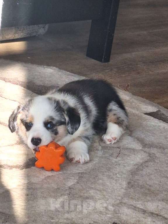 Собаки в других городах Нижегородской области: бронируйте щенят Мальчик, Бесплатно - фото 2