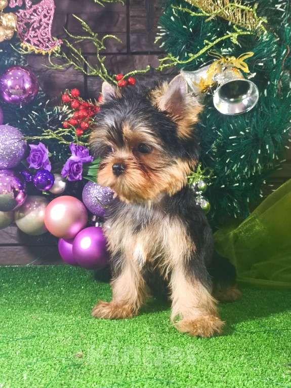 Собаки в Голицыно: Кукольная девочка Девочка, 90 000 руб. - фото 6