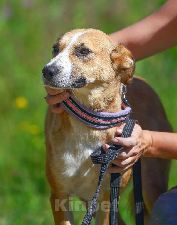 Собаки в Москве: Настёна, удивительно нежная собака  Девочка, Бесплатно - фото 4