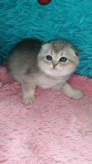 Шотландские вислоухие котята