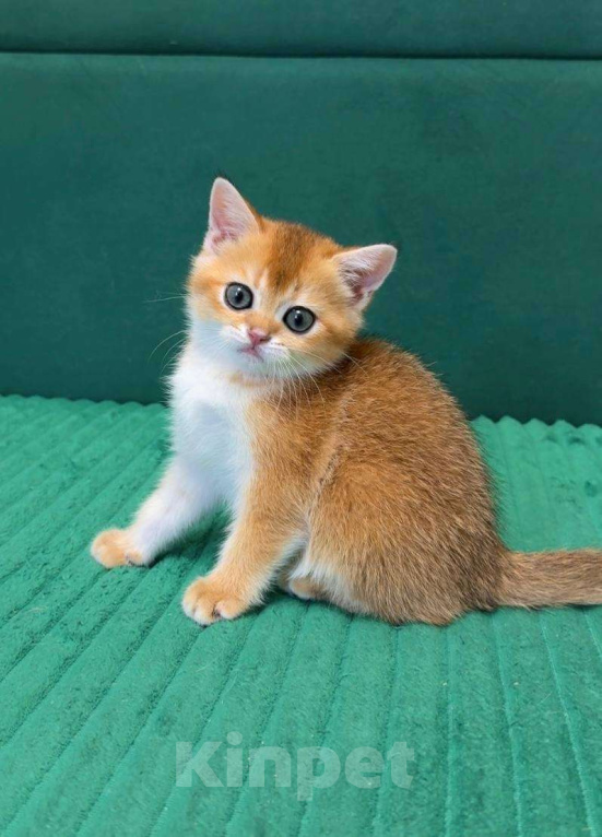 Кошки в Москве: Джесика Девочка, 50 000 руб. - фото 4