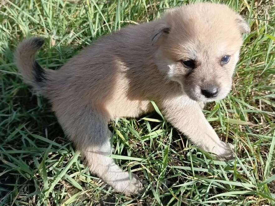 Собаки в других городах Краснодарского края: Щенок Акита-Ину Овчарка Мальчик Мальчик, Бесплатно - фото 1