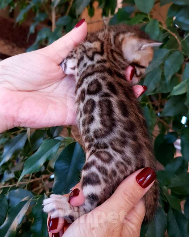 Кошки в Симферополе: Бенгальская девочка  Девочка, 30 000 руб. - фото 3