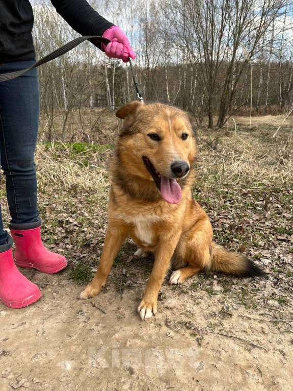 Собаки в Москве: Агат тоскует без людей Мальчик, Бесплатно - фото 2