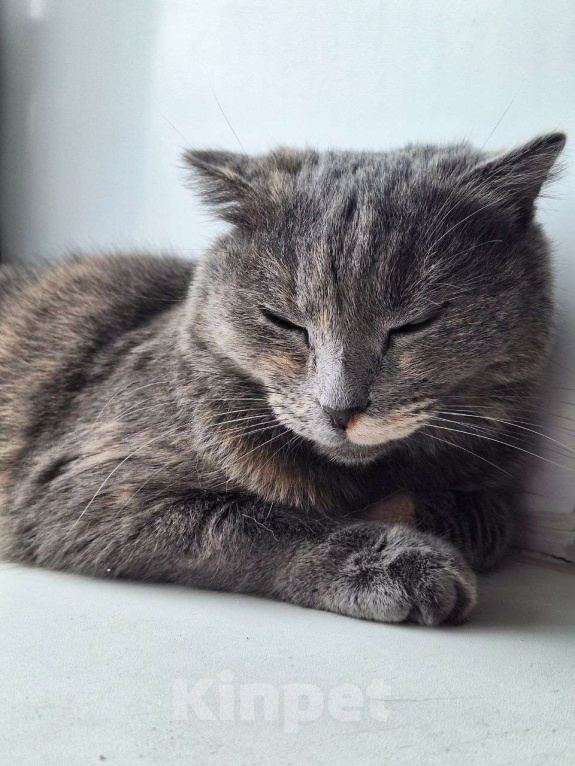 Кошки в Ижевске: Кошка в добрые руки Девочка, Бесплатно - фото 1