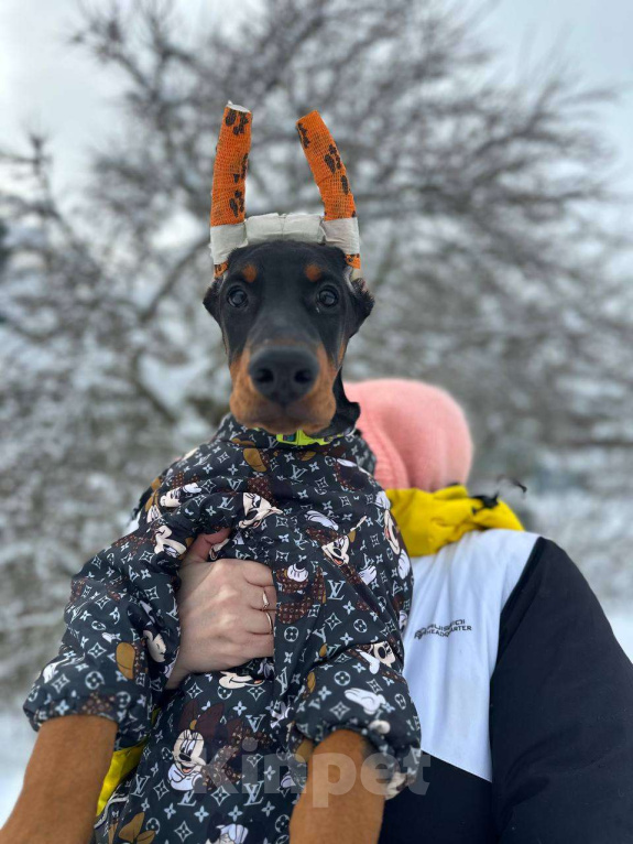 Собаки в Клине: Девочка 3 мес. Девочка, 120 000 руб. - фото 1