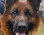 Собаки в Раменском: Пропала немецкая овчарка Мальчик, 2 000 руб. - фото 1