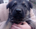 Собаки в других городах Краснодарского края: Восточноевропейская овчарка Девочка, 10 000 руб. - фото 9