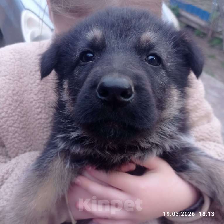 Собаки в других городах Краснодарского края: Восточноевропейская овчарка Девочка, 10 000 руб. - фото 9