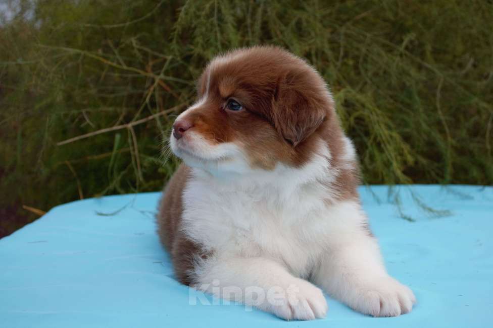 Собаки в других городах Московской области: Австралийская овчарка (аусси) Девочка, 70 000 руб. - фото 3