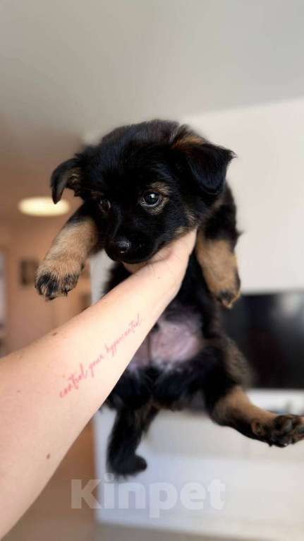 Собаки в других городах Московской области: Малыш Чип ищет родителей  Мальчик, Бесплатно - фото 3