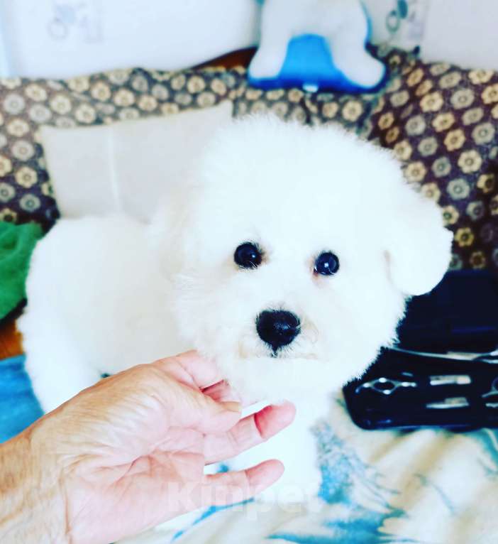 Собаки в Казани: Очаровательный малыш  Мальчик, Бесплатно - фото 2