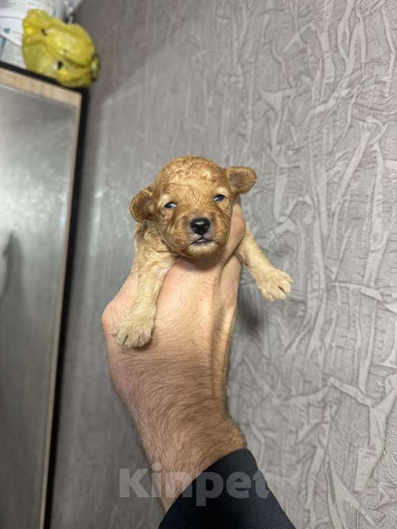 Собаки в Краснодаре: Той пудель  Мальчик, 60 000 руб. - фото 4