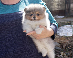 Собаки в Москве: 👍💎 Пушистый медвежонок Мальчик, 55 000 руб. - фото 2