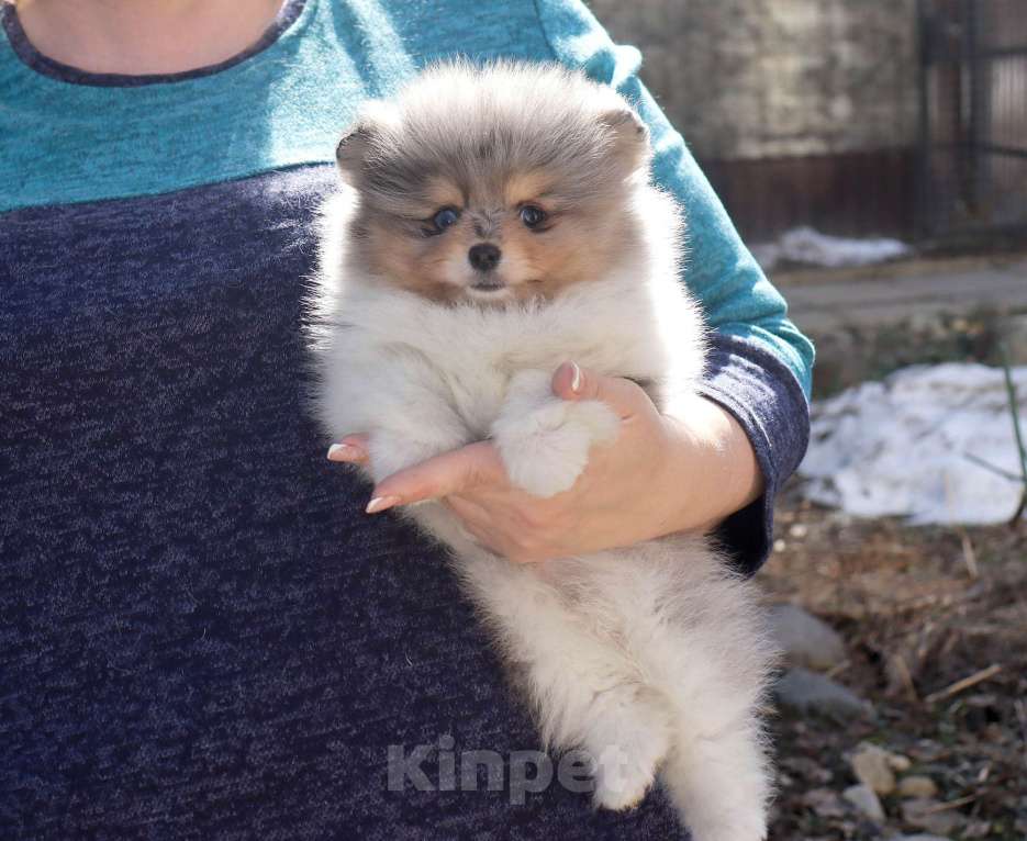 Собаки в Москве: 👍💎 Пушистый медвежонок Мальчик, 55 000 руб. - фото 2