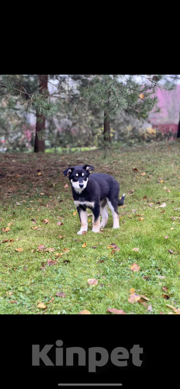 Собаки в других городах Московской области: Невероятно добрая и ласковая девочка-щенок ищет семью! Девочка, Бесплатно - фото 7